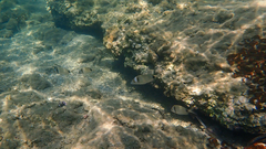 Diplodus vulgaris