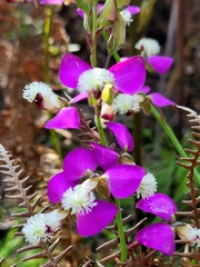Polygala bracteolata