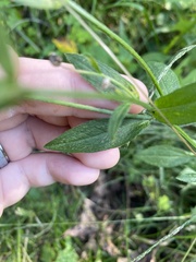 Erigeron strigosus