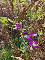 Polygala bracteolata