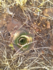 Crassula capitella nodulosa