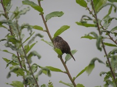 Melospiza melodia morphna