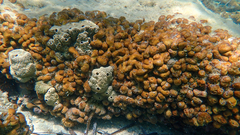 Chondrilla nucula