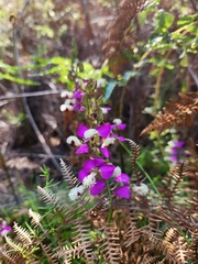 Polygala bracteolata