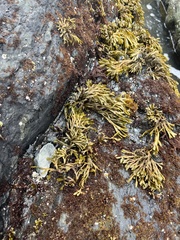 Pelvetiopsis limitata