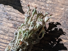 Cladonia cenotea
