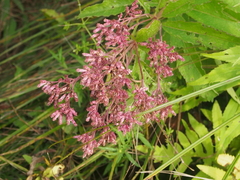 Eutrochium maculatum