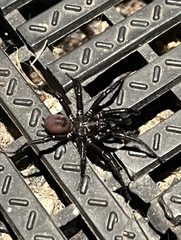 Antrodiaetus pacificus