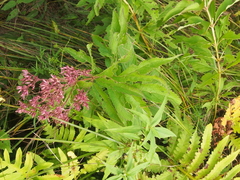 Eutrochium maculatum