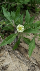 Chamaesaracha edwardsiana