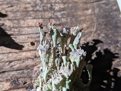 Cladonia cenotea