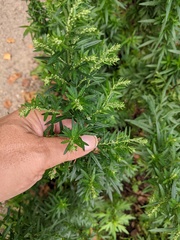 Artemisia verlotiorum