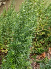 Artemisia verlotiorum