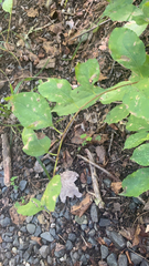 Nabalus trifoliolatus