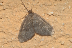 Operophtera brumata