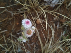 Helichrysum caespititium