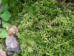 Sphagnum girgensohnii