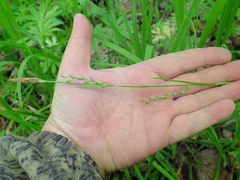 Carex pilosa
