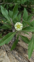 Chamaesaracha edwardsiana