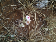 Helichrysum caespititium