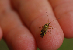 Rhabdomiris striatellus