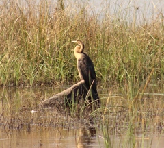 Anhinga rufa