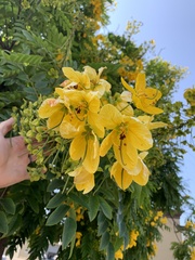 Cassia leptophylla