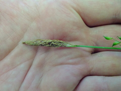 Carex pilosa
