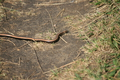 Anguis colchica