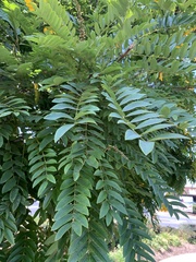 Cassia leptophylla