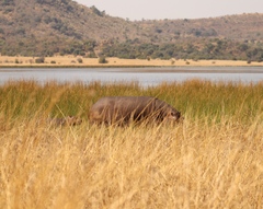 Hippopotamus amphibius