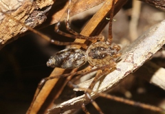 Scytodes longipes