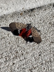 Lycorma delicatula