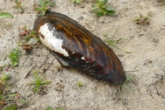 Unio pictorum
