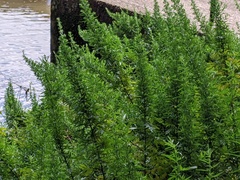 Artemisia verlotiorum