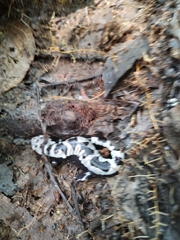 Ambystoma opacum