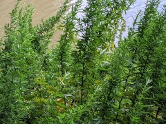 Artemisia verlotiorum