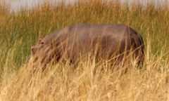 Hippopotamus amphibius