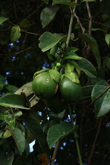 Passiflora ambigua