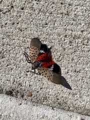 Lycorma delicatula