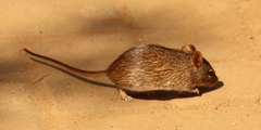 Lemniscomys rosalia