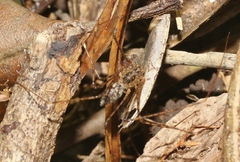 Scytodes longipes
