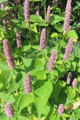 Agastache foeniculum