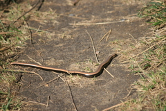 Anguis colchica