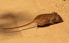 Lemniscomys rosalia
