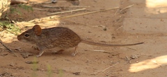 Lemniscomys rosalia
