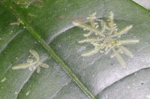 Cololejeunea planissima