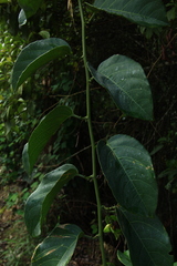 Passiflora ambigua