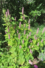 Agastache foeniculum