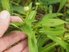 Symphyotrichum firmum